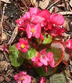 Foto Begonia